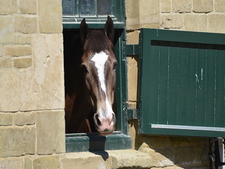 Luxury Own Horse Stay in Wiltshire